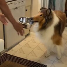 Só Não Fala: Laddie