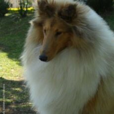 Vencedores 2010 DogShow – Collie