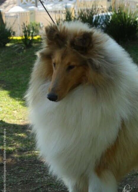 Collieconnection - DogShow2010_RHONDA