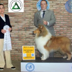 Melhor Collie de 2023 – Vencedores do Ranking CBKC