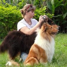 Como fotografar seu Collie