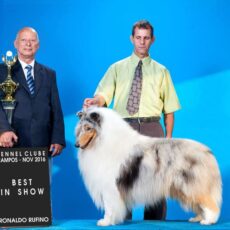 Melhor Collie de 2017 – Vencedores do Ranking CBKC