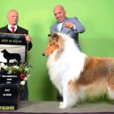 Melhor Collie de 2016 – Vencedores do Ranking CBKC