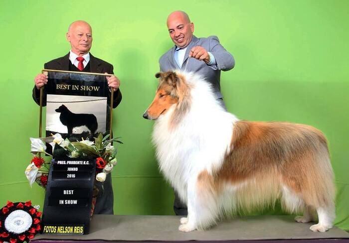 Melhor Collie 2016 - IntCh. GCh. Milas Dirty Dancing at Lakefield -"Patrick"