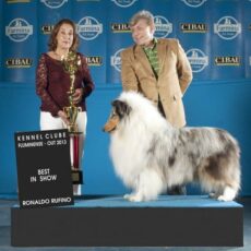 Melhor Collie de 2013 – Vencedores do Ranking CBKC