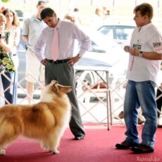 KCFlu Exposição Macaé – Collies 2009