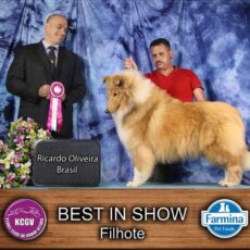 Melhor Collie de 2022 – Vencedores do Ranking CBKC