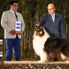 Vencedores 2019 DogShow – Collie