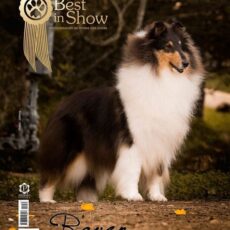 Melhor Collie de 2015 – Vencedores do Ranking CBKC