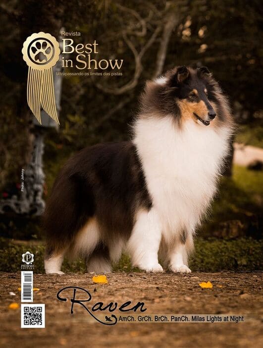 Melhor Collie de 2015 - IntCh. GrCh. BrCh. PanCh. AmCh. Milas Lights at Night - "Raven"