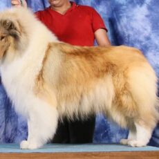Vencedores 2022 DogShow – Collie