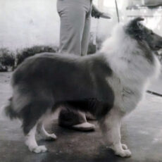 Melhor Collie 1976 & 1977 Collie Clube Brasil