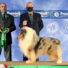 Melhor Collie de 2021 – Vencedores do Ranking CBKC
