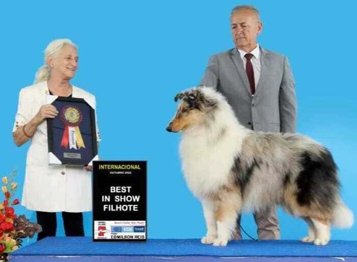 Collieconnection - Vencedores 2023 DogShow - Collie - ODIN-Ch_Dictators_ODIN
