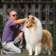 Vencedores 2016 DogShow – Collie