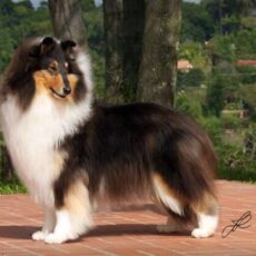 Vencedores 2015 DogShow – Collie
