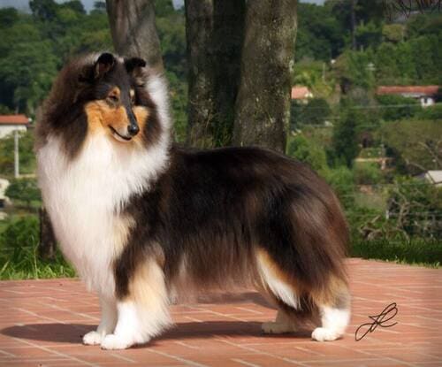 Vencedores 2015 DogShow - Collie _RAVEN - Milas-Lights-at-Night