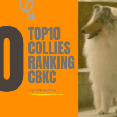 TOP 10 Collies do Ranking CBKC 2007