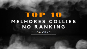 TOP 10 Collies do Ranking CBKC 2008