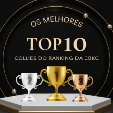 TOP 10 Collies do Ranking CBKC 2015