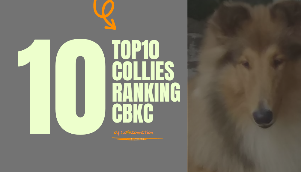 2018 -TOP 10 CBKC – Raça Collie Pelo Longo