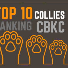 TOP 10 Collies do Ranking CBKC 2019