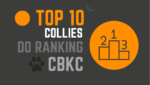 2021 -TOP 10 CBKC – Raça Collie Pelo Longo