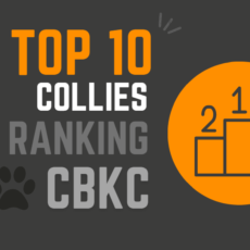 TOP 10 Collies do Ranking CBKC 2021
