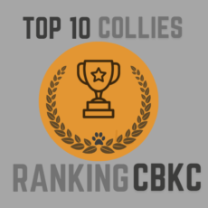 TOP 10 Collies do Ranking CBKC 2009