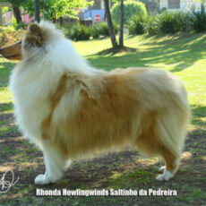 Melhor Collie de 2010 – Vencedores do Ranking CBKC