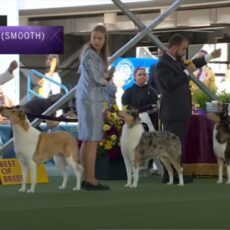 Collie Pelo Curto Westminster 2023 – Julgamento da Raça