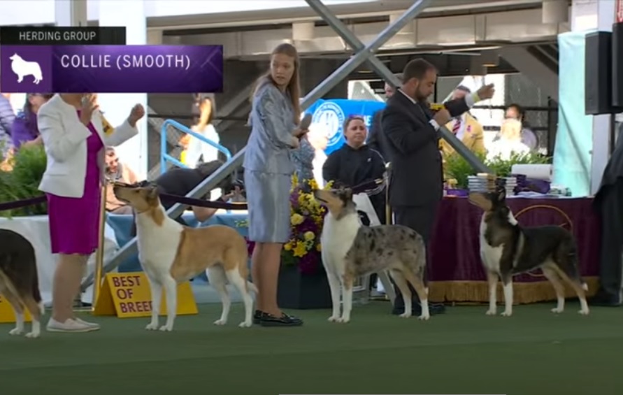 Collie Pelo Curto Westminster 2023