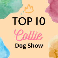 Ranking DogShow – TOP10 Collies 2007