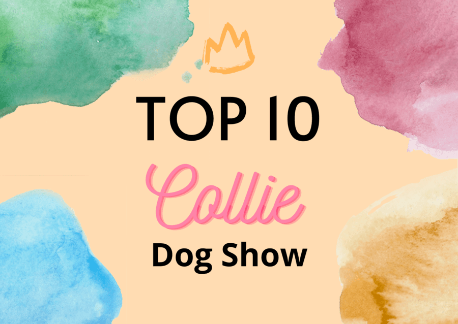 Ranking DogShow - TOP10 Collies 2007