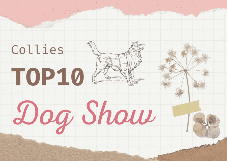 Ranking DogShow - TOP10 Collies 2006