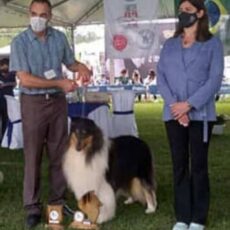 Vencedores 2021 DogShow – Collie