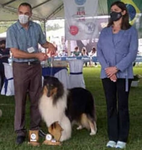 Vencedores 2021 DogShow - Collie . UCHOA_GrCh.Uchoa_Happines_Amazing