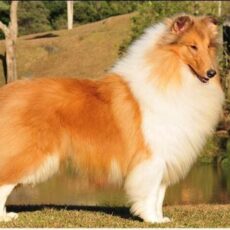 Melhor Collie de 2009 – Vencedores do Ranking CBKC