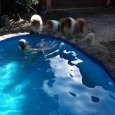 Collies e atividades aquáticas