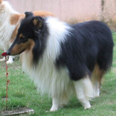 Plantas tóxicas para animais