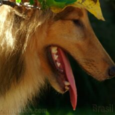 O Collie em estações quentes
