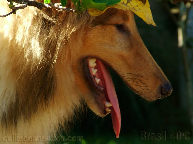 O Collie em estações quentes. Urso Summer Brazil 40ºC - Foto: Anna Parodi