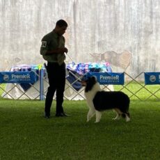 Exposição Brasil Kennel Club – BKC