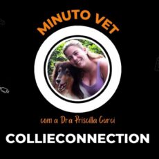 MinutoVET: Apresentação