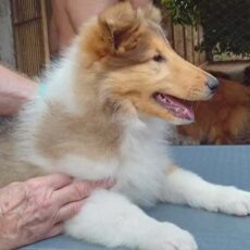 O Desenvolvimento do Collie Filhote