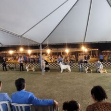 Collie – 30ª Expo Panamericana da FECERJ