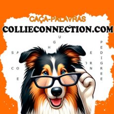 Collieconnection ƎNIGMA 2