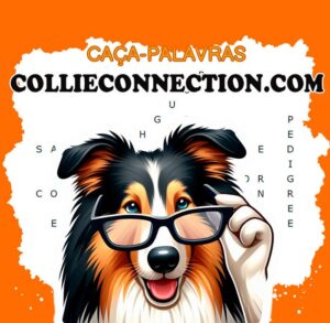 Collieconnection ƎNIGMA 2