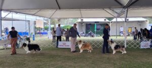 Collie – 31ª Expo Panamericana da FECERJ