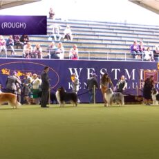 Westminster 2024 – Collies